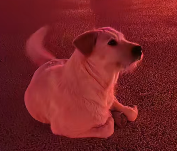 2025 百利好十五周年庆典｜